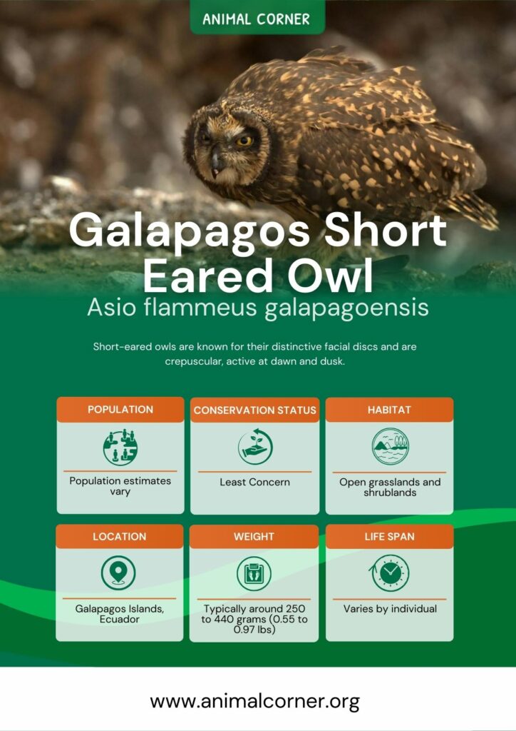 galapagos-short-eared-owl-2