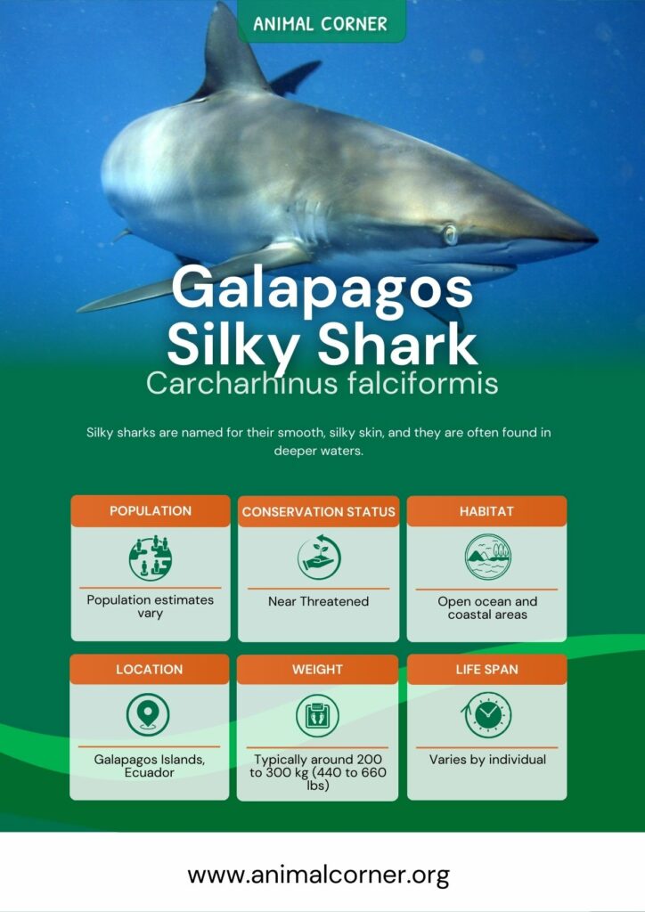 galapagos-silky-shark-2