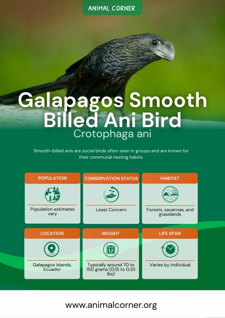 galapagos-smooth-billed-ani-bird-2