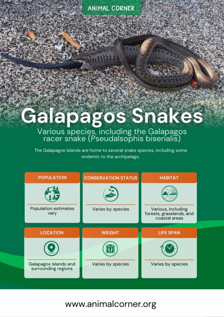 galapagos-snakes-2