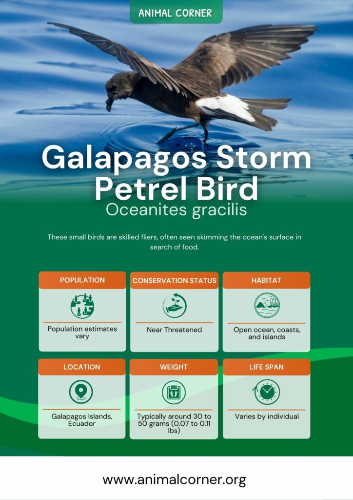 galapagos-storm-petrel-bird-2