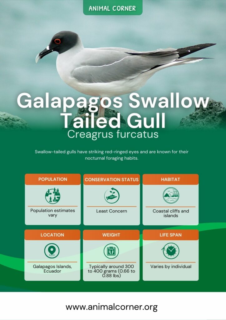 galapagos-swallow-tailed-gull-3