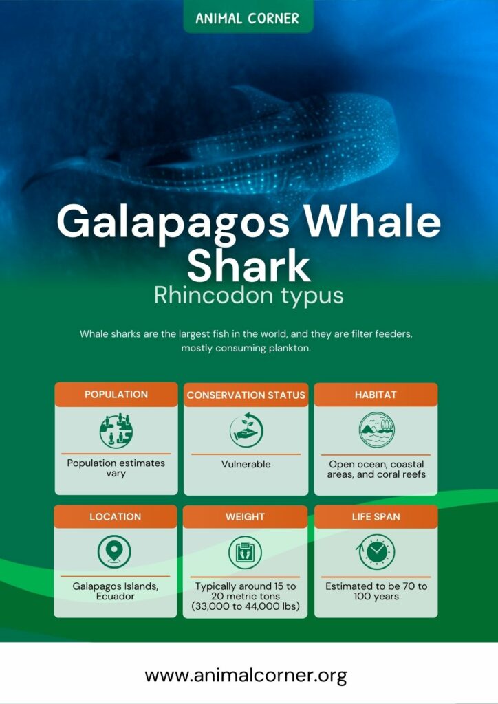 galapagos-whale-shark-2