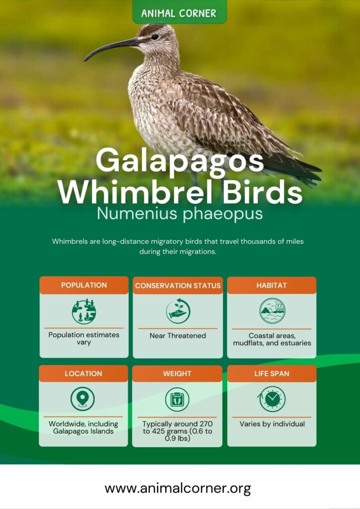 galapagos-whimbrel-birds-2
