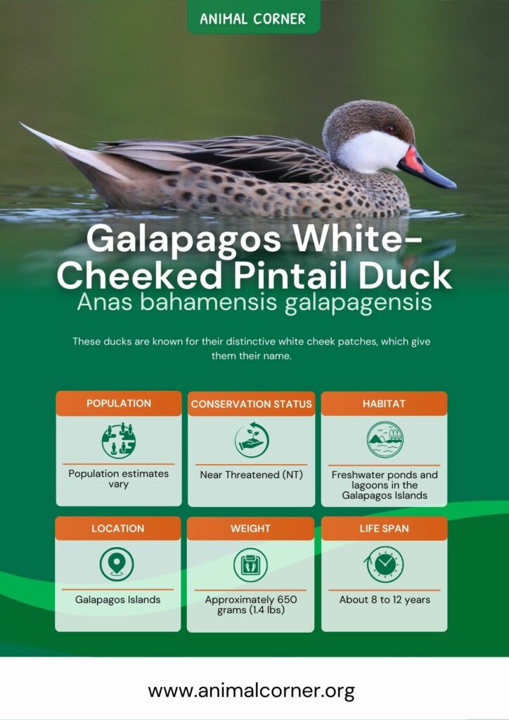 galapagos-white-cheeked-pintail-duck-2