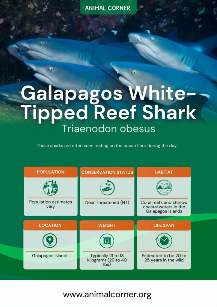 galapagos-white-tipped-reef-shark-2
