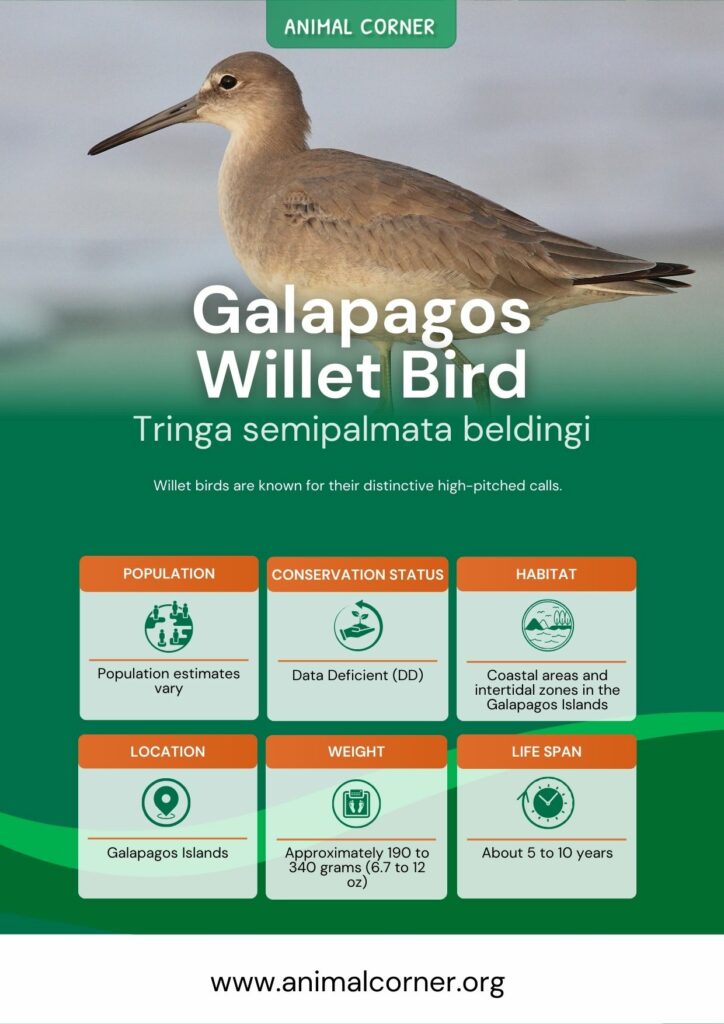 galapagos-willet-bird-3