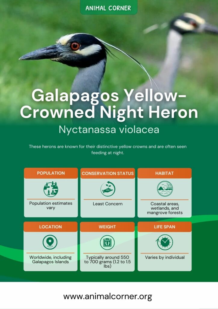 galapagos-yellow-crowned-night-heron-2