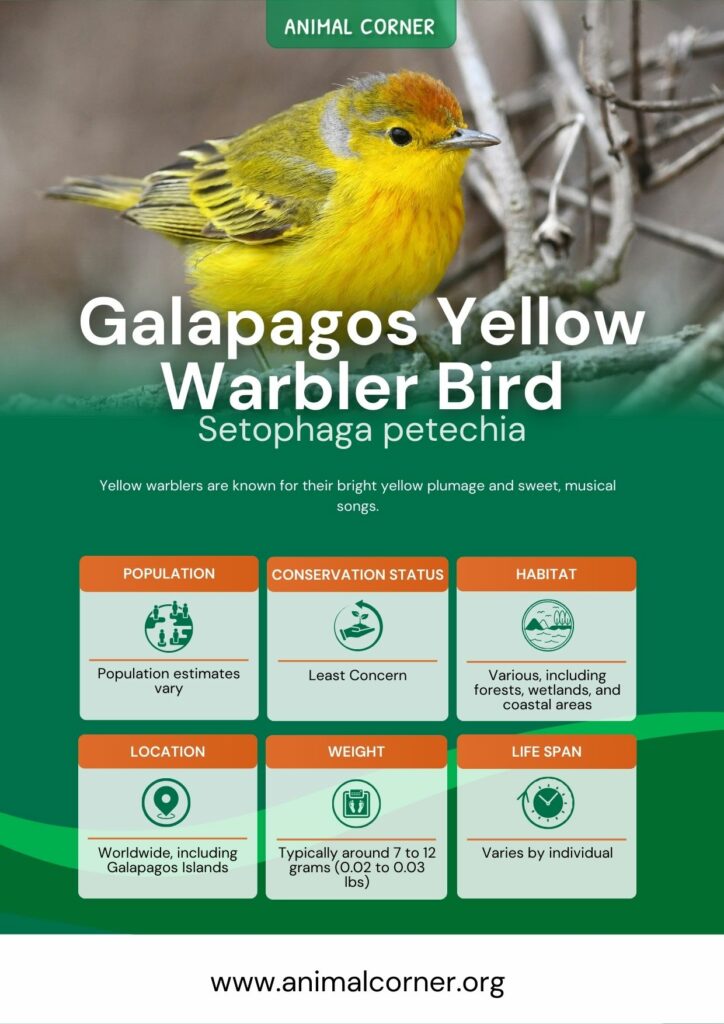 galapagos-yellow-warbler-bird-2