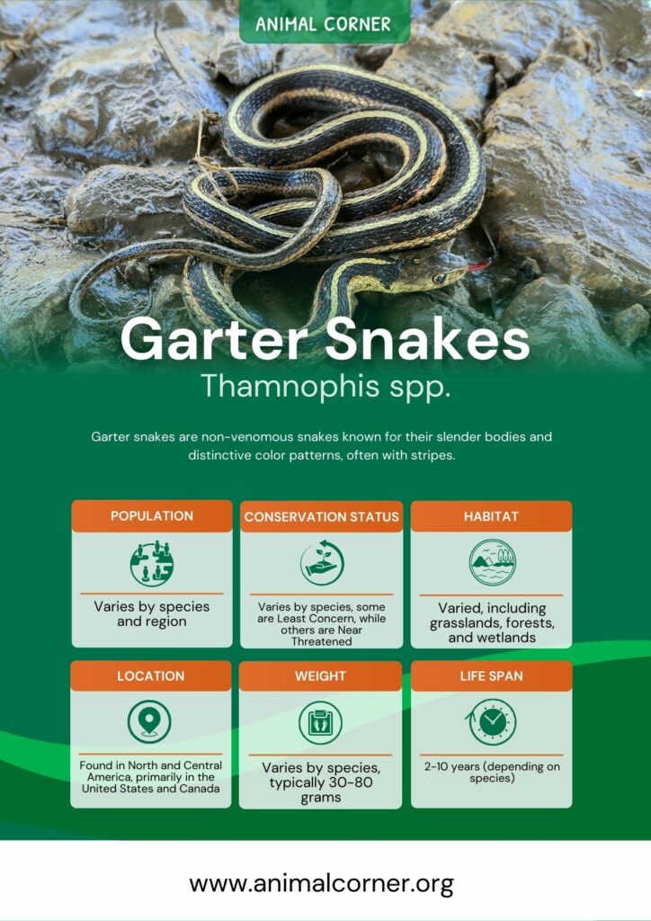 garter-snakes-3