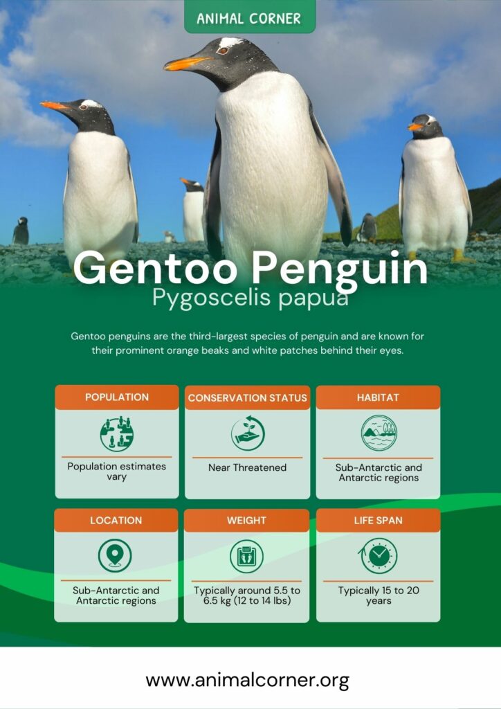 gentoo-penguin-3