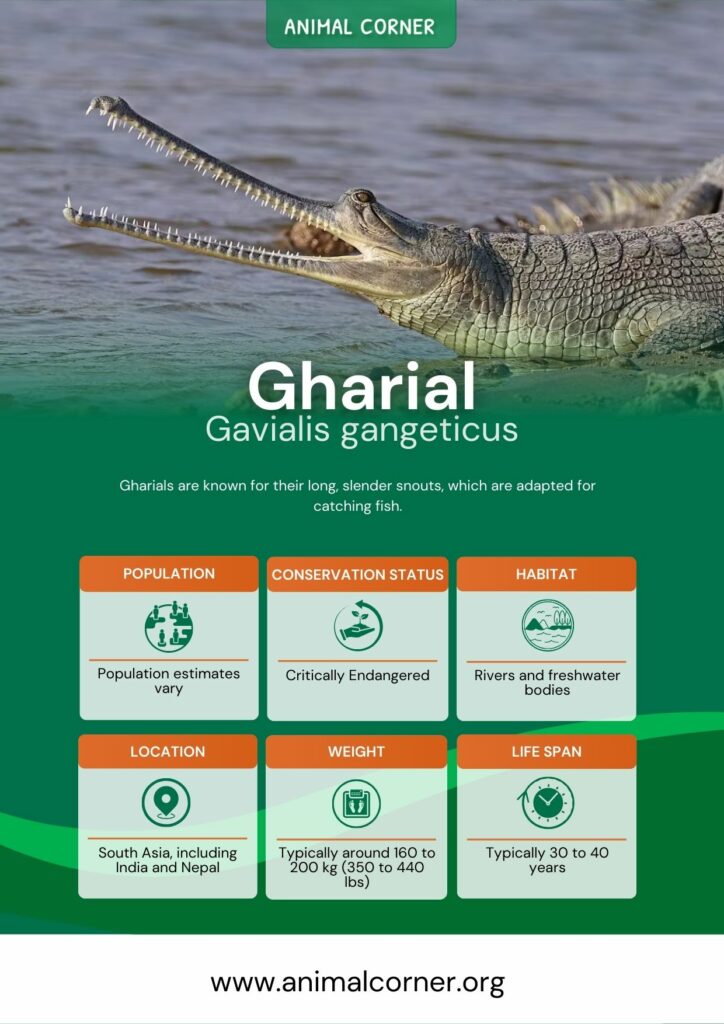 gharial-3