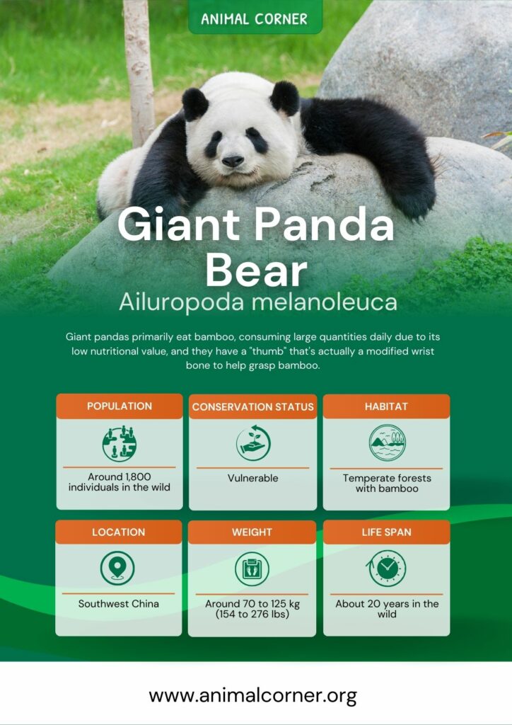 giant-panda-bear-2
