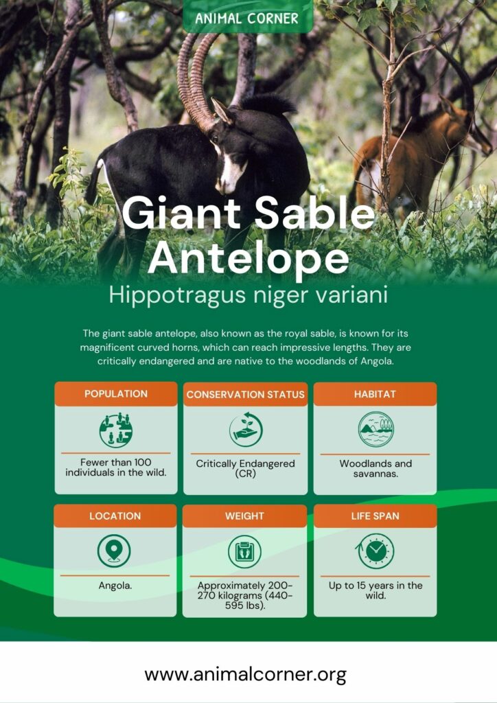 giant-sable-antelope-3