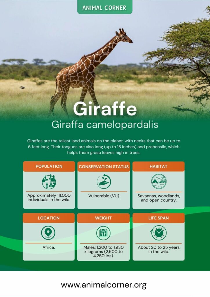giraffe-3