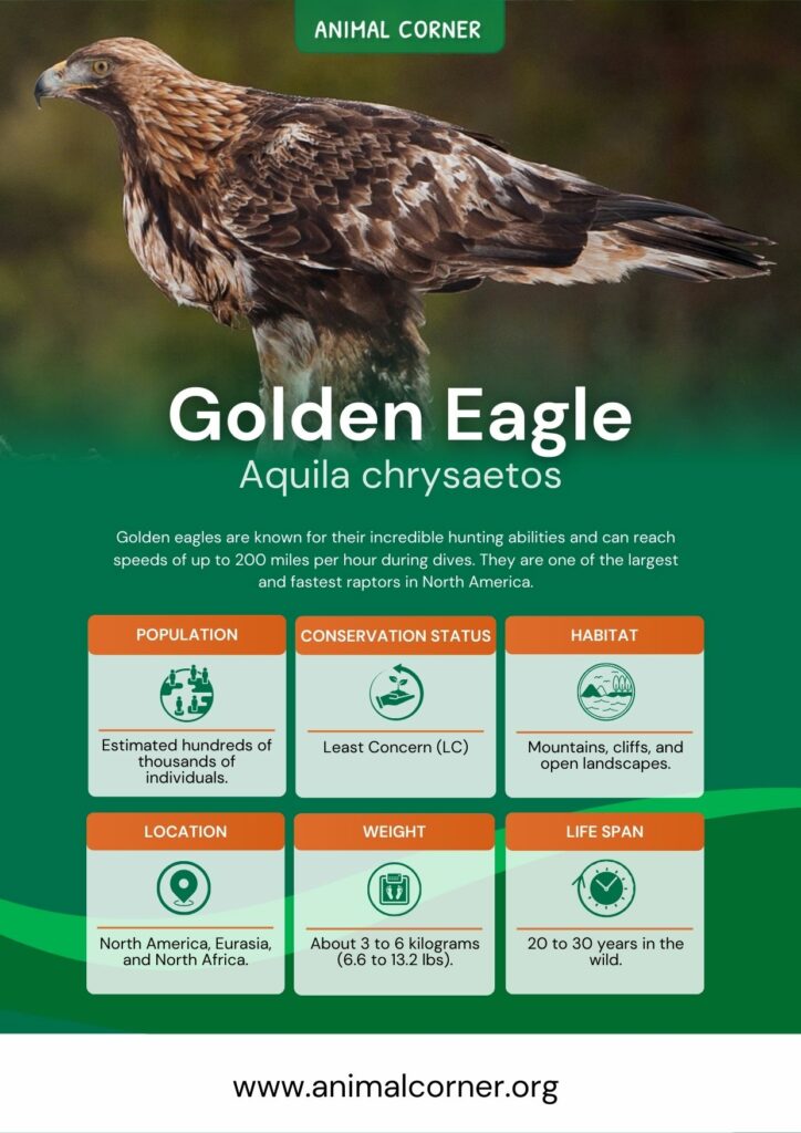 golden-eagle-3