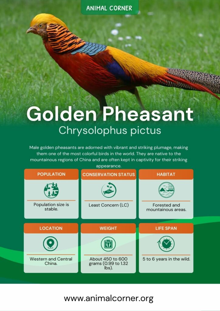 Golden Pheasant - Facts and Beyond
