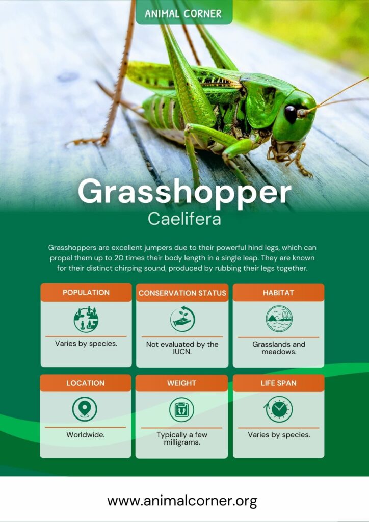 grasshopper-3