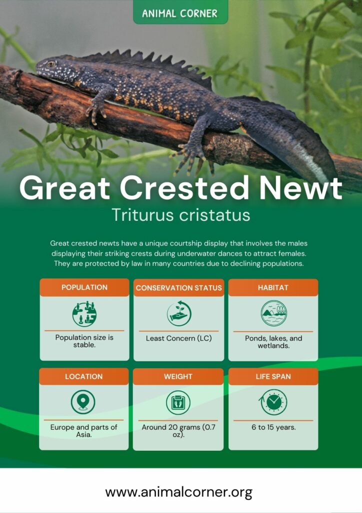 great-crested-newt-3