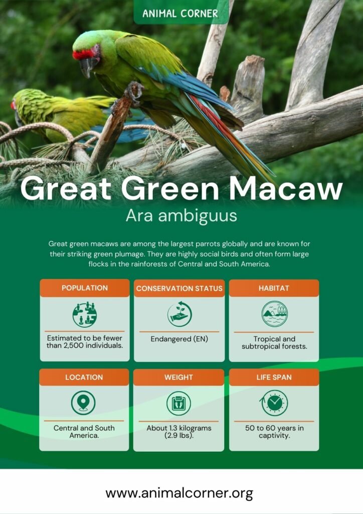 great-green-macaw-3