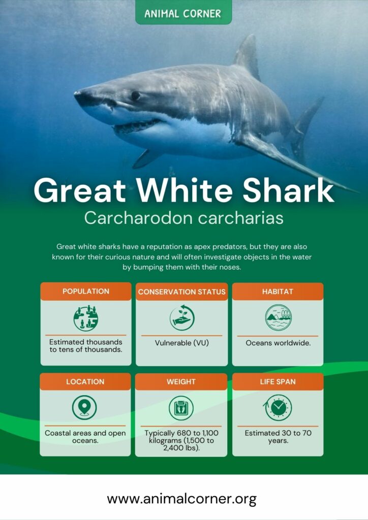 great-white-shark-3