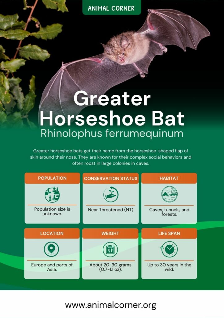 greater-horseshoe-bat-3