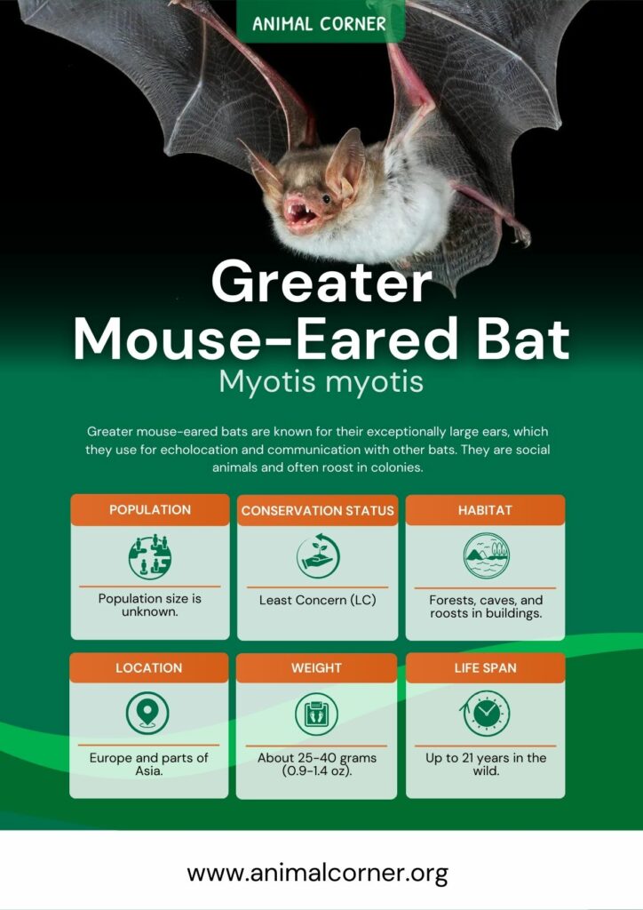 greater-mouse-eared-bat-3