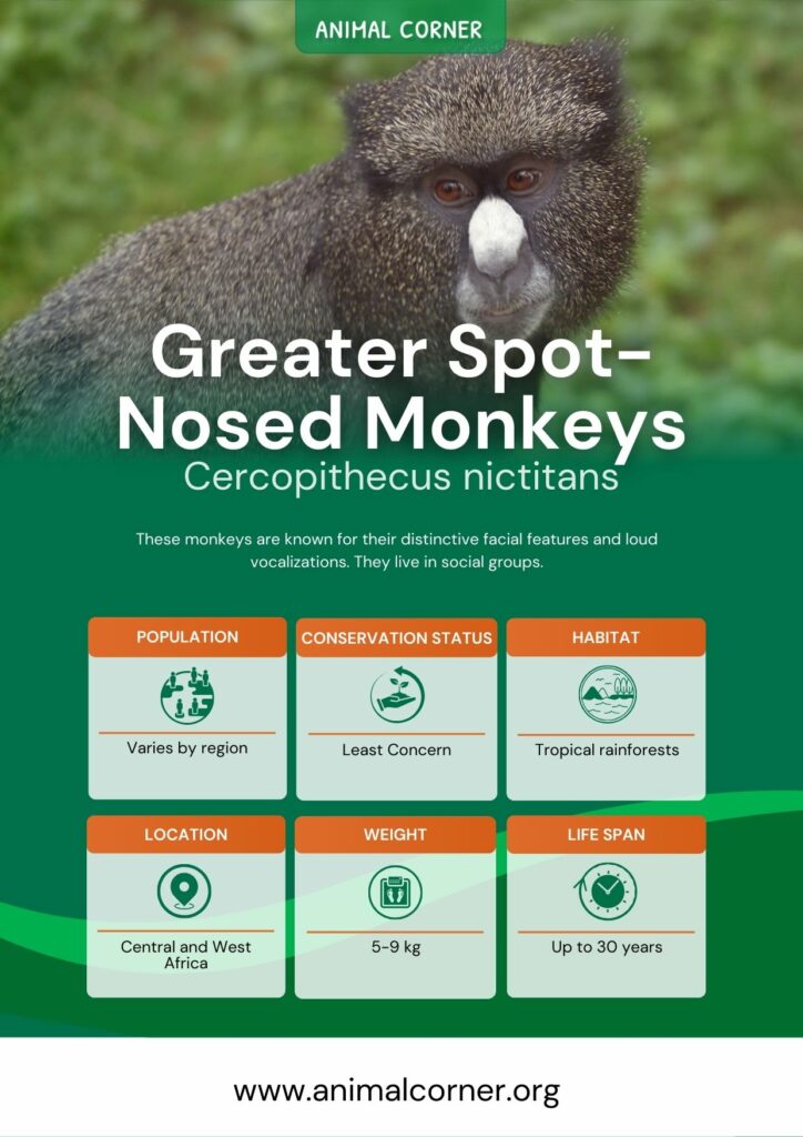 greater-spot-nosed-monkeys-2