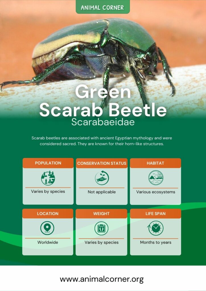 green-scarab-beetle-3