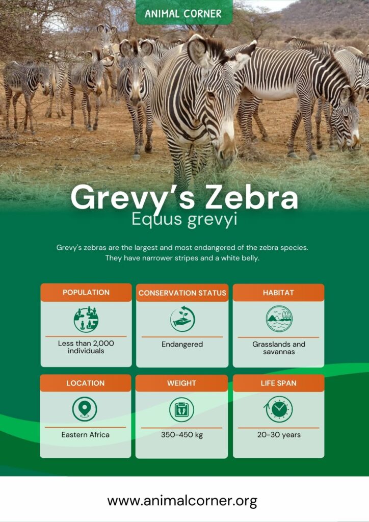 grevys-zebra-3