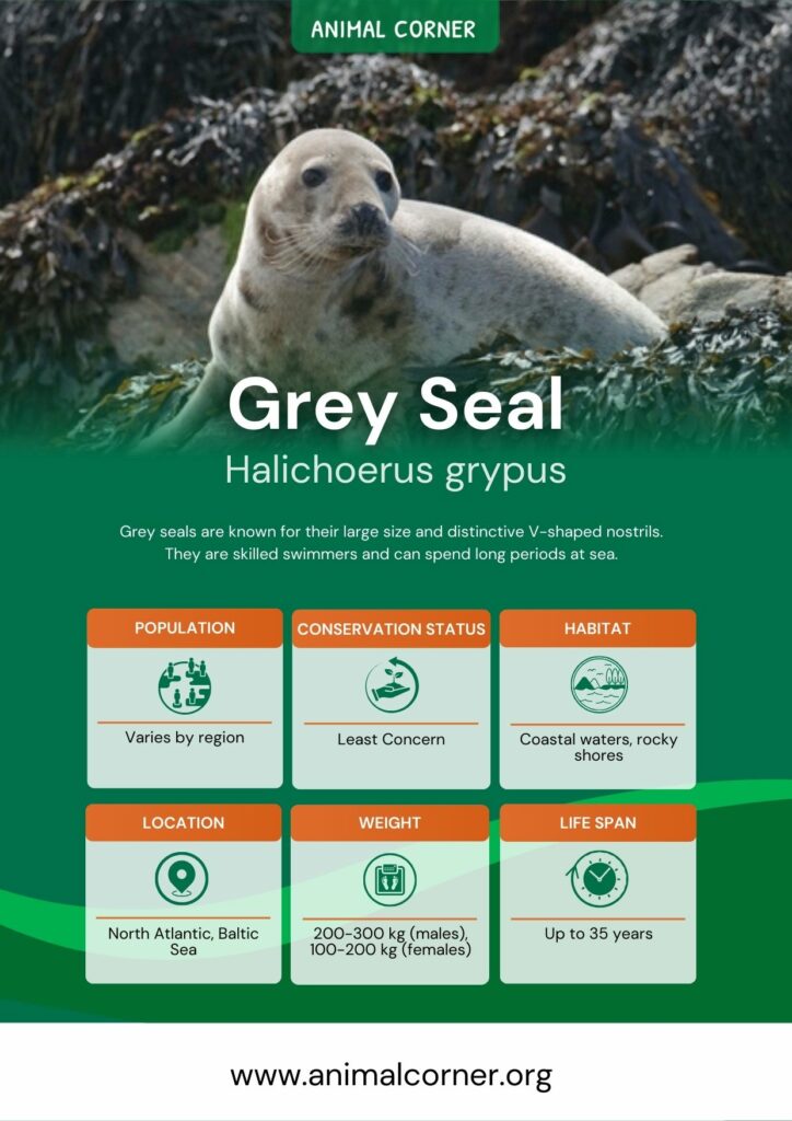 grey-seal-3