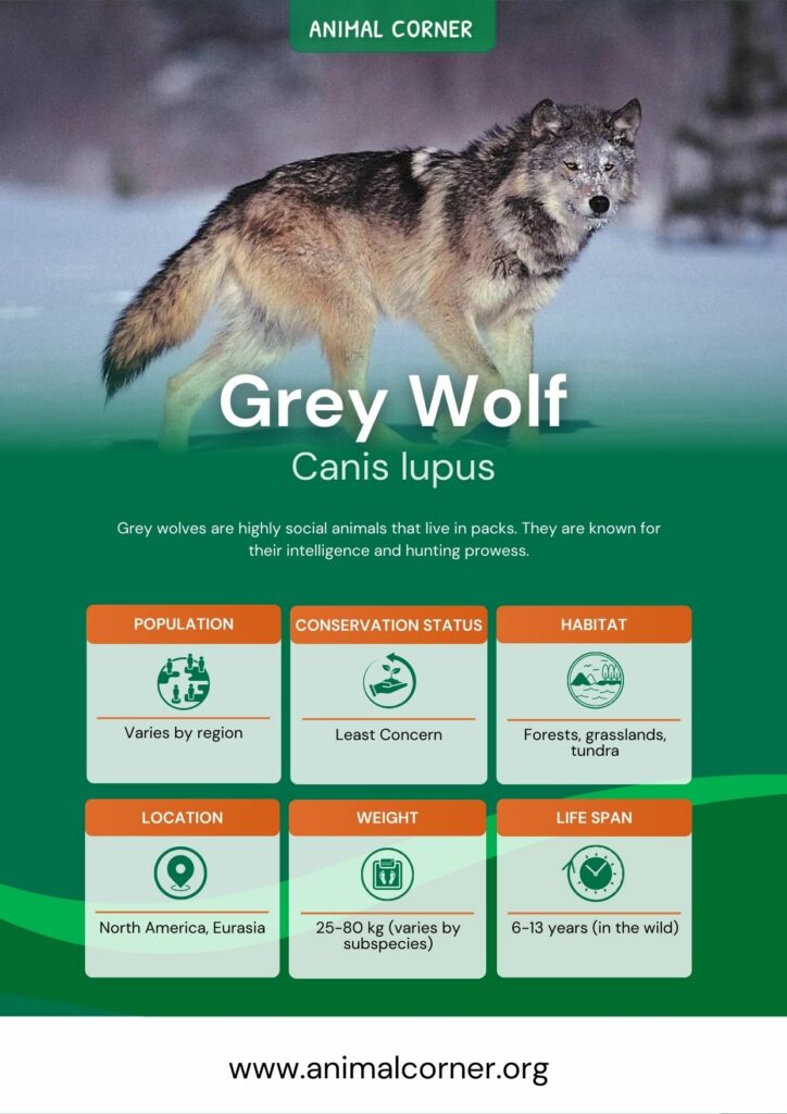 grey-wolf-3