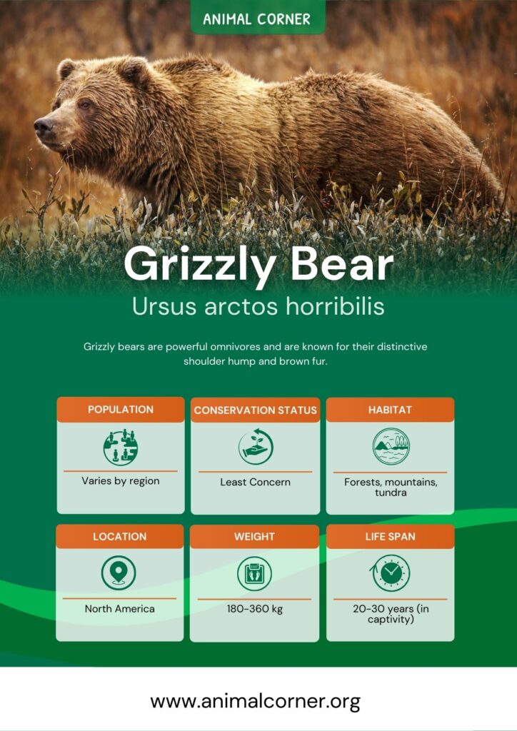 grizzly-bear-3