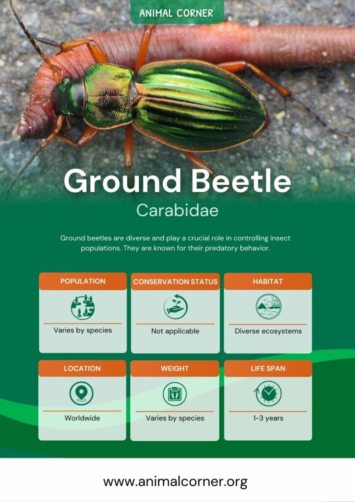 ground-beetle-4