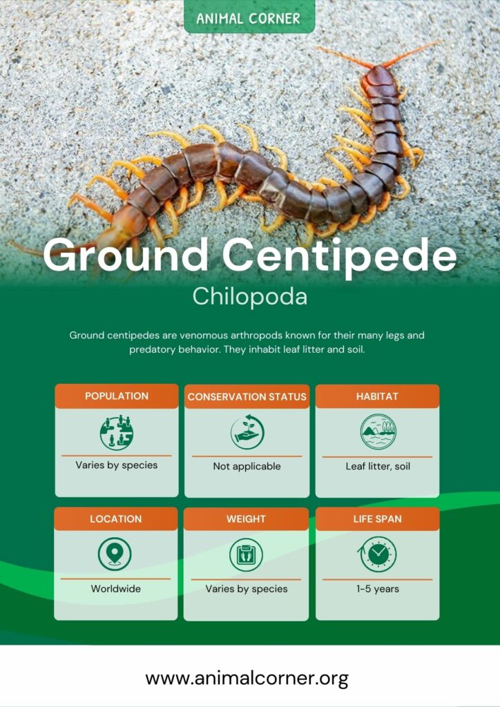 ground-centipede-2