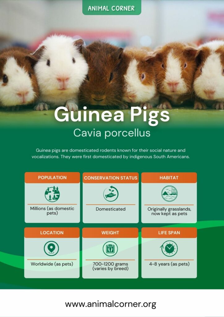 guinea-pigs-2