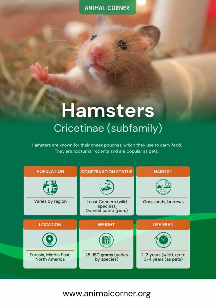 hamsters-2