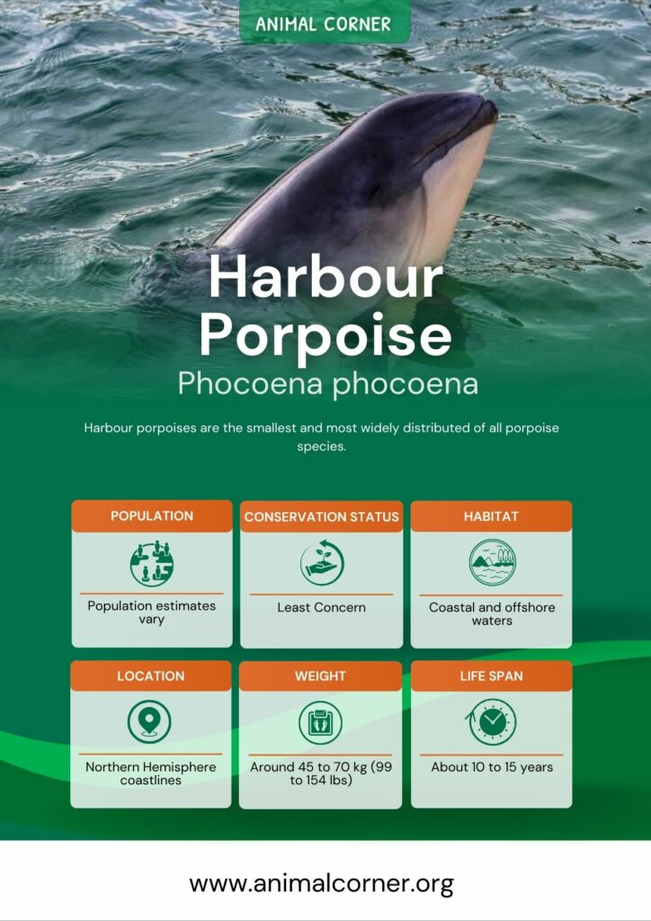 harbour-porpoise-4