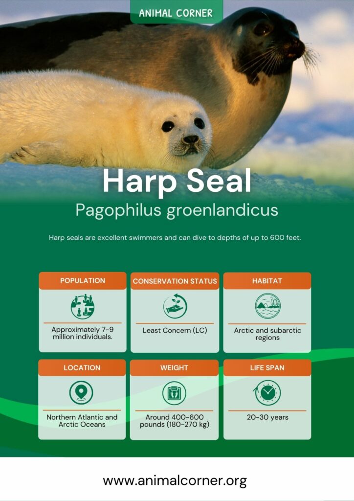 harp-seal-3
