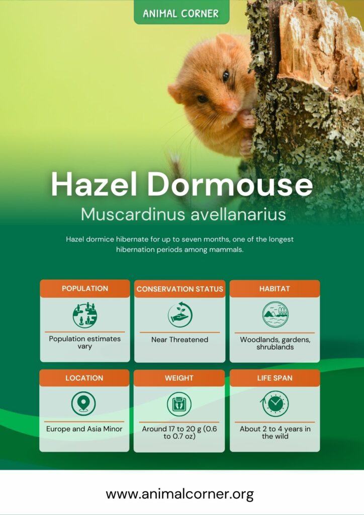 hazel-dormouse-3