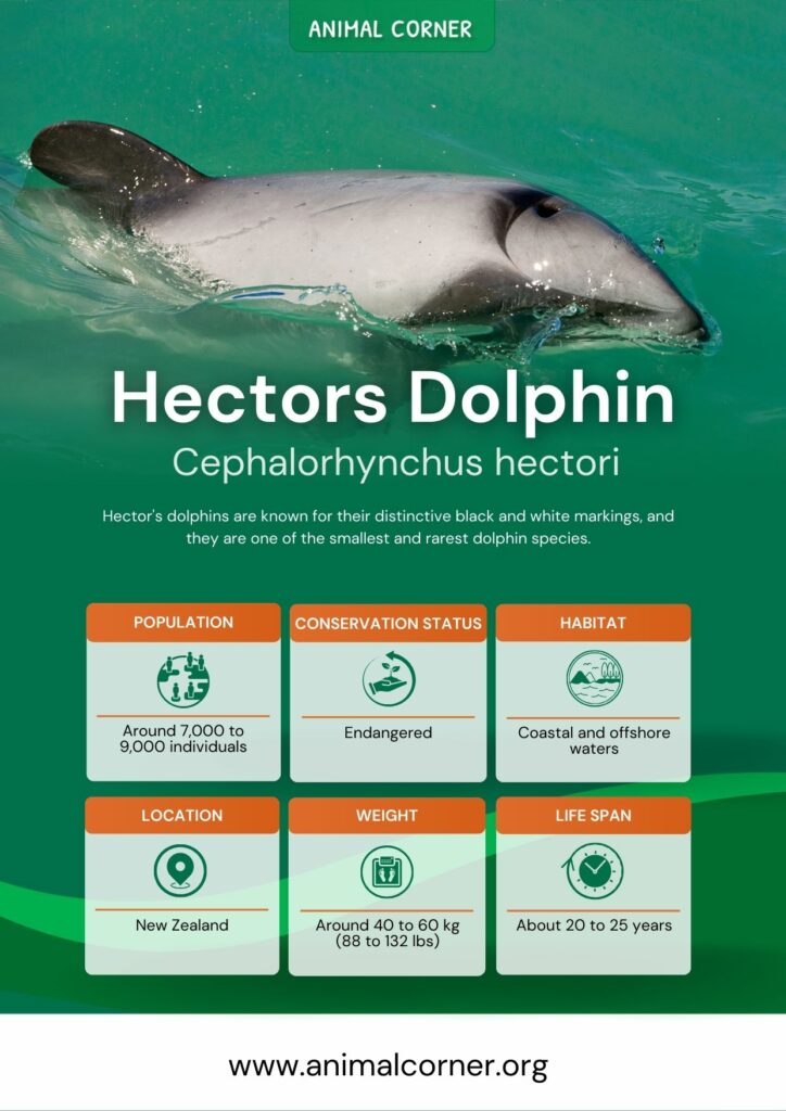 hectors-dolphin-3