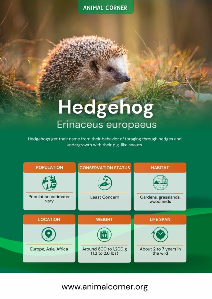 hedgehog-3