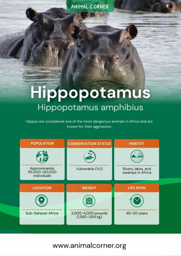 hippopotamus-2