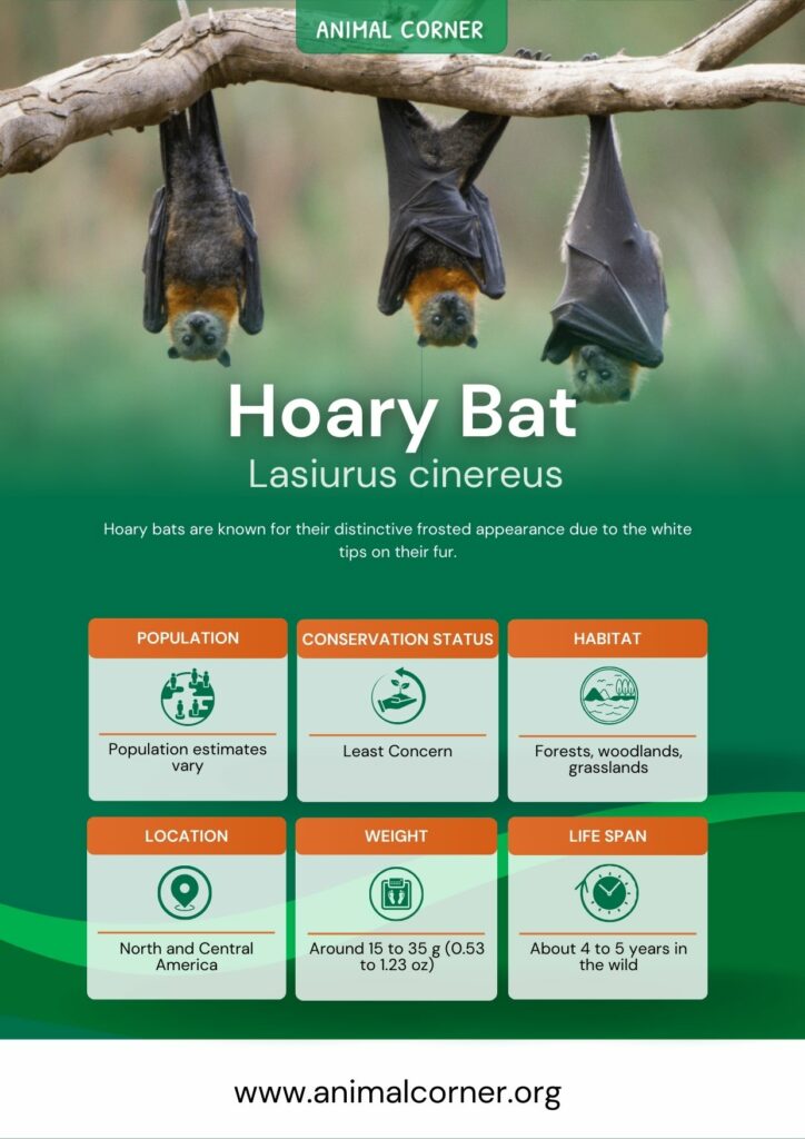 hoary-bat-3