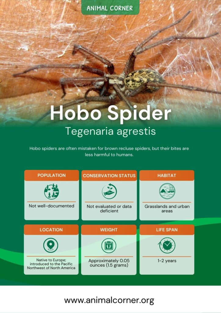 hobo-spider-3