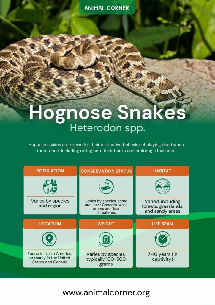 hognose-snakes-3