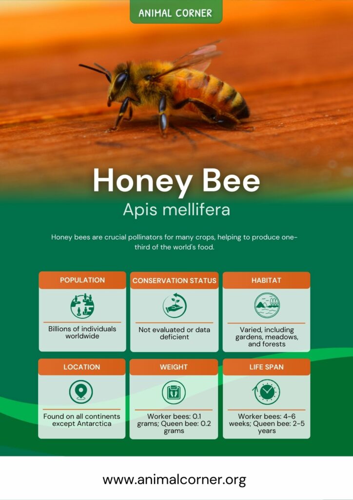 honey-bee-4