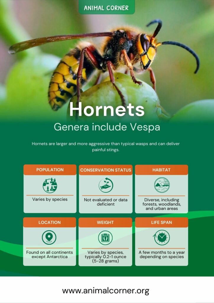 hornets-2