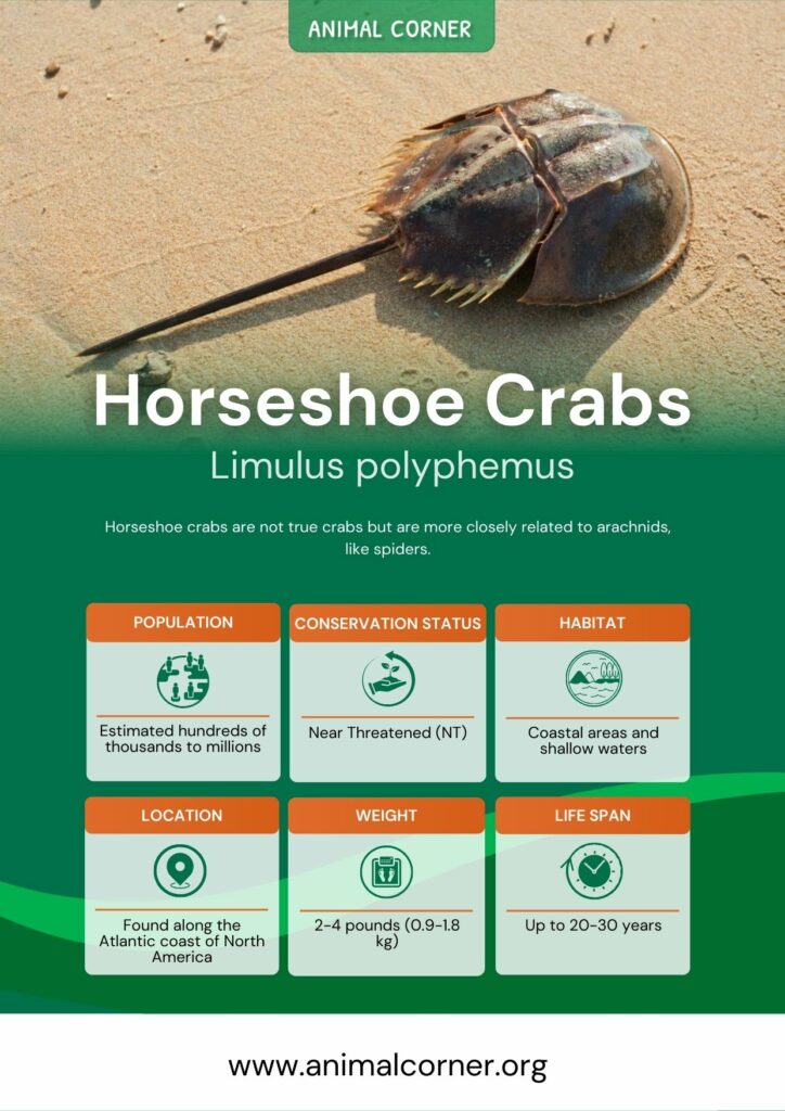 horseshoe-crabs-2