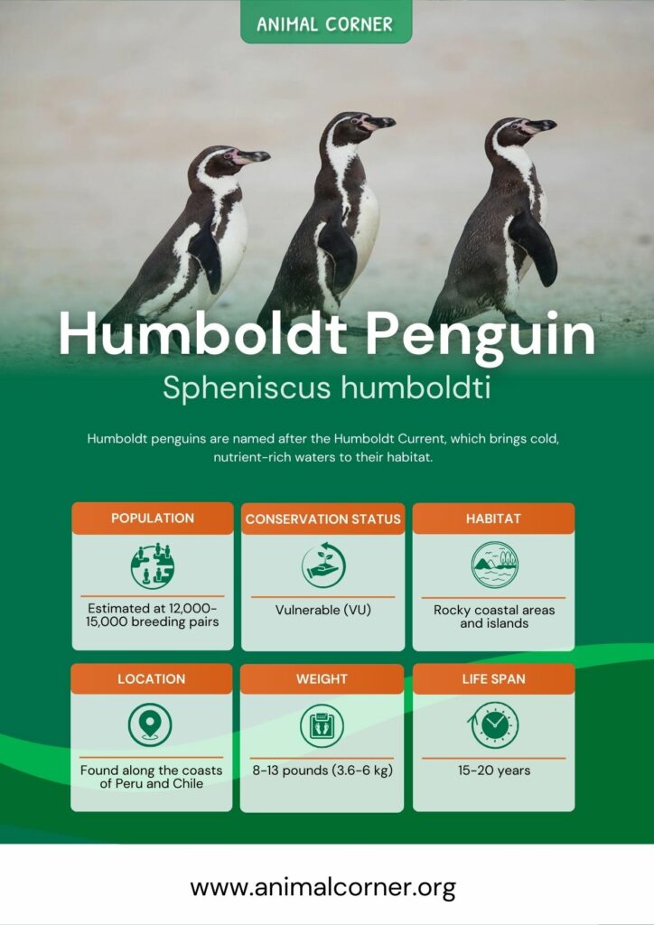 humboldt-penguin-3